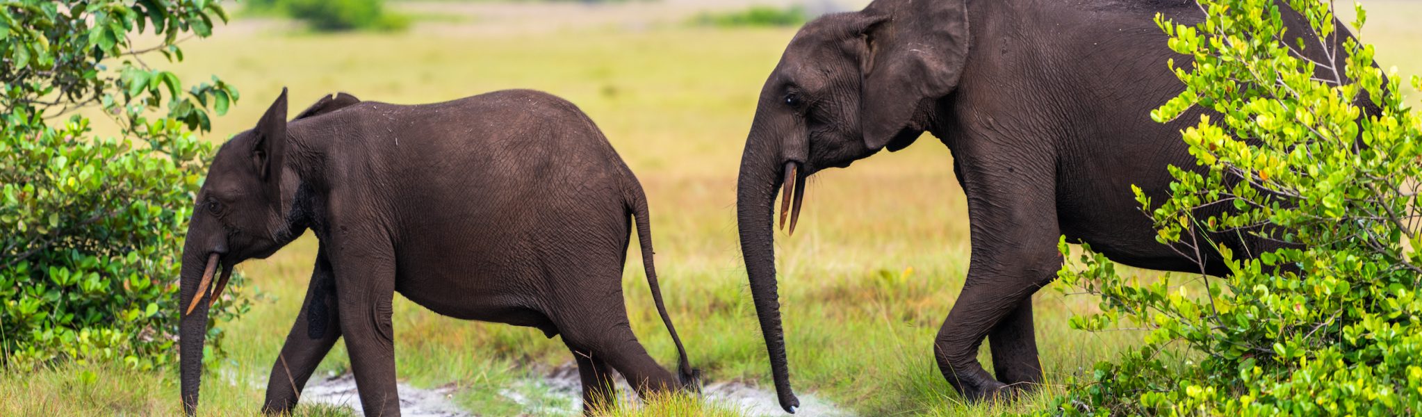 Elephants Loango Luxurygreenresorts